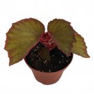 Exotic Morocco Begonia Plant 3.75 inch Pot Large Leaves Collectors Series
