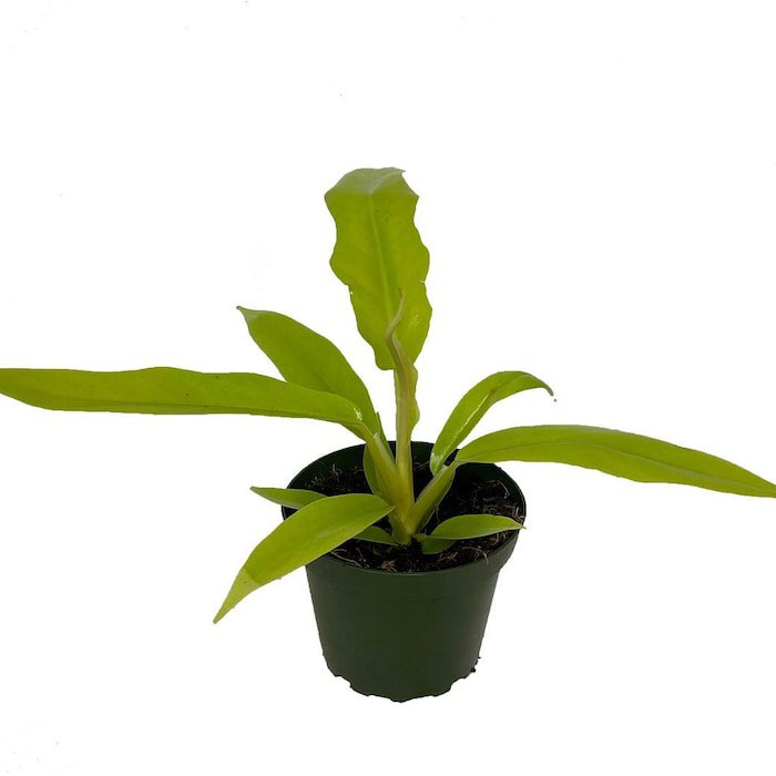 Golden Crocodile Philodendron Easy Houseplant 4 inch Pot