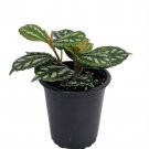 Aluminum Plant Pilea 3.5 inch Pot Terrarium Fairy Garden