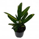 Banana Croton 4 inch Pot Colorful House Plant