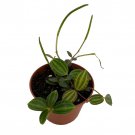 Beetle Peperomia Angulata 2.5 inch Pot