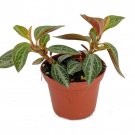 Silver And Red Peperomia Trinervis 2.5 inch Pot