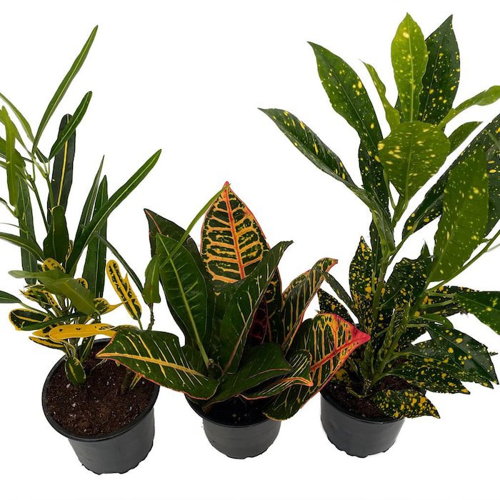 Croton Plant Assortment 3 Pack In 4 inch Pots