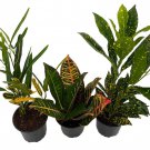 Croton Plant Assortment 3 Pack In 4 inch Pots