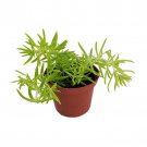Lemon Ball Sedum Stonecrop 2.5 inch Pot Indoors Or Out