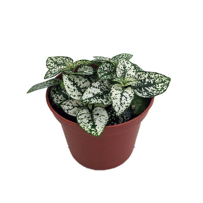 White Splash Polka Dot Plant Hypoestes 3.5 inch Pot Colorful House Plant