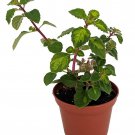 Lemon Lime Kandy Kisses Plant Hemizygia 2.5 inch Pot