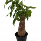 Thick Stump Money Tree Plant Pachira Aquatica 4 inch Pot