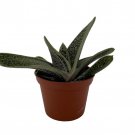 Little Warty Succulent Plant Gasteria 2.5 inch Pot