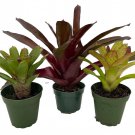 Neoregelia Vase Plant Collection Bromeliad 3 Plants In 4 inch Pots