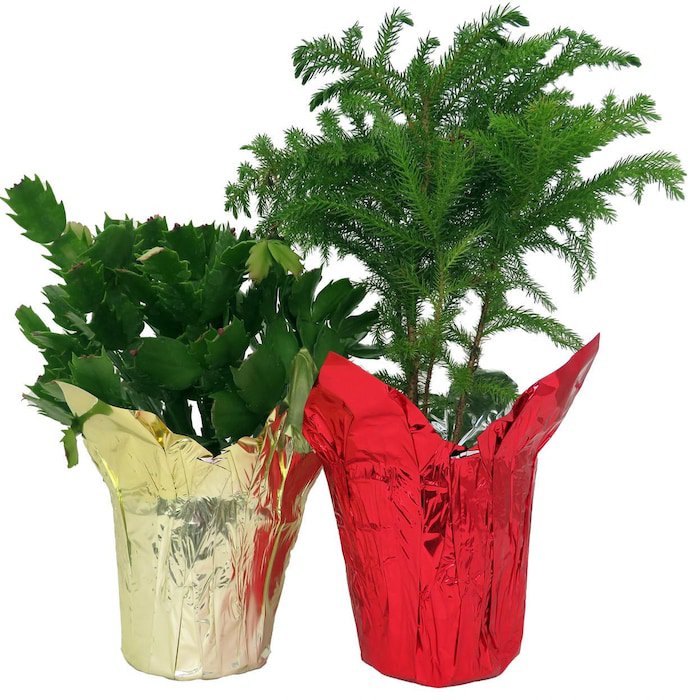 Christmas Duo Norfolk Island Pine Christmas Cactus Plant Zygocactus 4 inch Pots 2 Plants