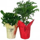 Christmas Duo Norfolk Island Pine Christmas Cactus Plant Zygocactus 4 inch Pots 2 Plants