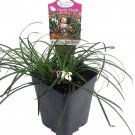 White Sparkler Mondo Grass Ophiopogon 2.5 inch Pot Fairy Garden Terrarium