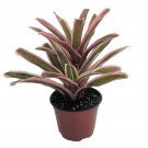 Donger Vase Plant Great Houseplant 4 inch Pot Neoregelia Bromeliad