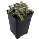Calico Snow Queen Plant Alternanthera Ficoidea 2.5 inch Pot