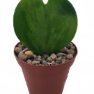 Amazing Sweetheart Waxplant Hoya Kerri 2 inch Pot