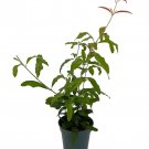 Wonderful Pomegranate Plant Punica Houseplant Outdoors 4 inch Pot