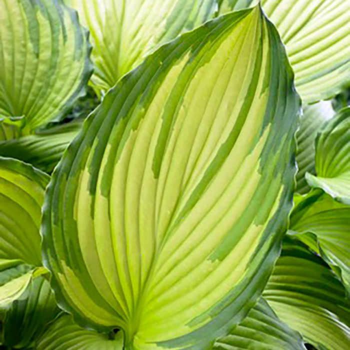Dancing Darling Hosta Golden Yellow Leaves Quart Pot