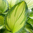 Dancing Darling Hosta Golden Yellow Leaves Quart Pot