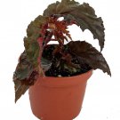 Concord Black Begonia Plant 2.5 inch Pot Terrarium Fairy Garden House Plant
