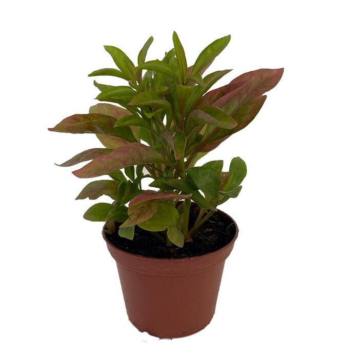 Biblical Yellow St Josephs Coat Alternanthera Easy Houseplant 2.5 inch Pot