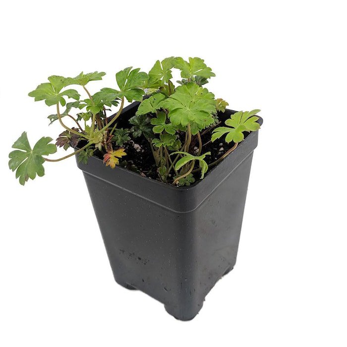 Tiny Pink Geranium 2.5 inch Pot Fairy Garden Plant
