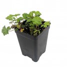Tiny Pink Geranium 2.5 inch Pot Fairy Garden Plant