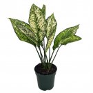 Wintry Winehouse Chinese Evergreen Plant Aglaonema Low Light 4 inch Pot