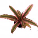 Pink Earth Star Plant Cryptanthus 3 inch Pot