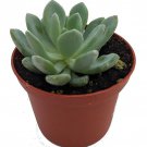 Grey Red Desert Rose Echeveria 2.5 inch Pot