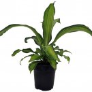 Limon Madagascar Dragon Tree Dracaena 6 inch Pot