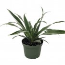 White Stripe Dragon Tree Dracaena Warneckii 6 inch Pot