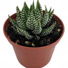 Super Zebra Plant Haworthia Fasciata Sp. 2.5 inch Pot