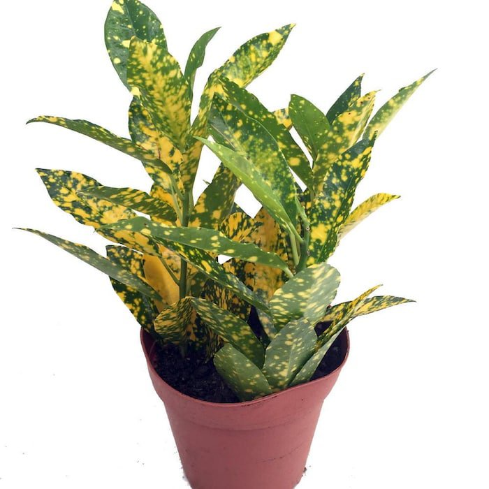 Gold Dust Croton 4 inch Pot Colorful House Plant