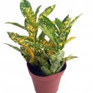 Gold Dust Croton 4 inch Pot Colorful House Plant