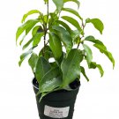Florida Spire Columnar Weeping Fig Tree Ficus Benjamina 4 inch Pot