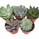 5 Different Desert Rose Succulent Plants Echeveria 2 inch Pots