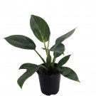 Rare White Veined Birkin Philodendron From Our Collectors Series 4 inch Pot