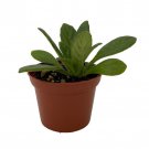 Charley Asian Violet Primulina House Plant 2.5 inch Pot