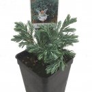 Boulevard Cypress Chamaecyparis 2.5 inch Pot Fairy Garden Plant