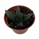Hippo Haworthia Gasterhaworthia Easy Succulent 2.5 inch Pot