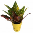 Happy Face Ceramic Pot With A Live Colorful Croton Plant 3.75 inch X 4 inch