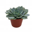 Caribbean Blue Desert Rose Echeveria 2.5 inch Pot Easy Succulent