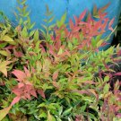 Harbor Dwarf Nandina 4 Inch Pot