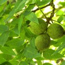 Black Walnut Tree 4 Inch Pot