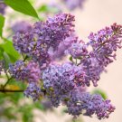 Common Lilac 4 Inch Pot