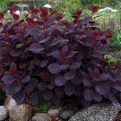Purple Smoke Tree 4 Inch Pot