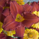 Chicago Apache 3 Daylily Root Fans