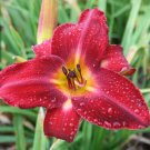 Red Volunteer 3 Daylily Root Fans