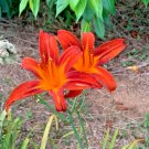 October Orange 3 Daylily Root Fans